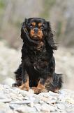 CAVALIER KING CHARLES 218